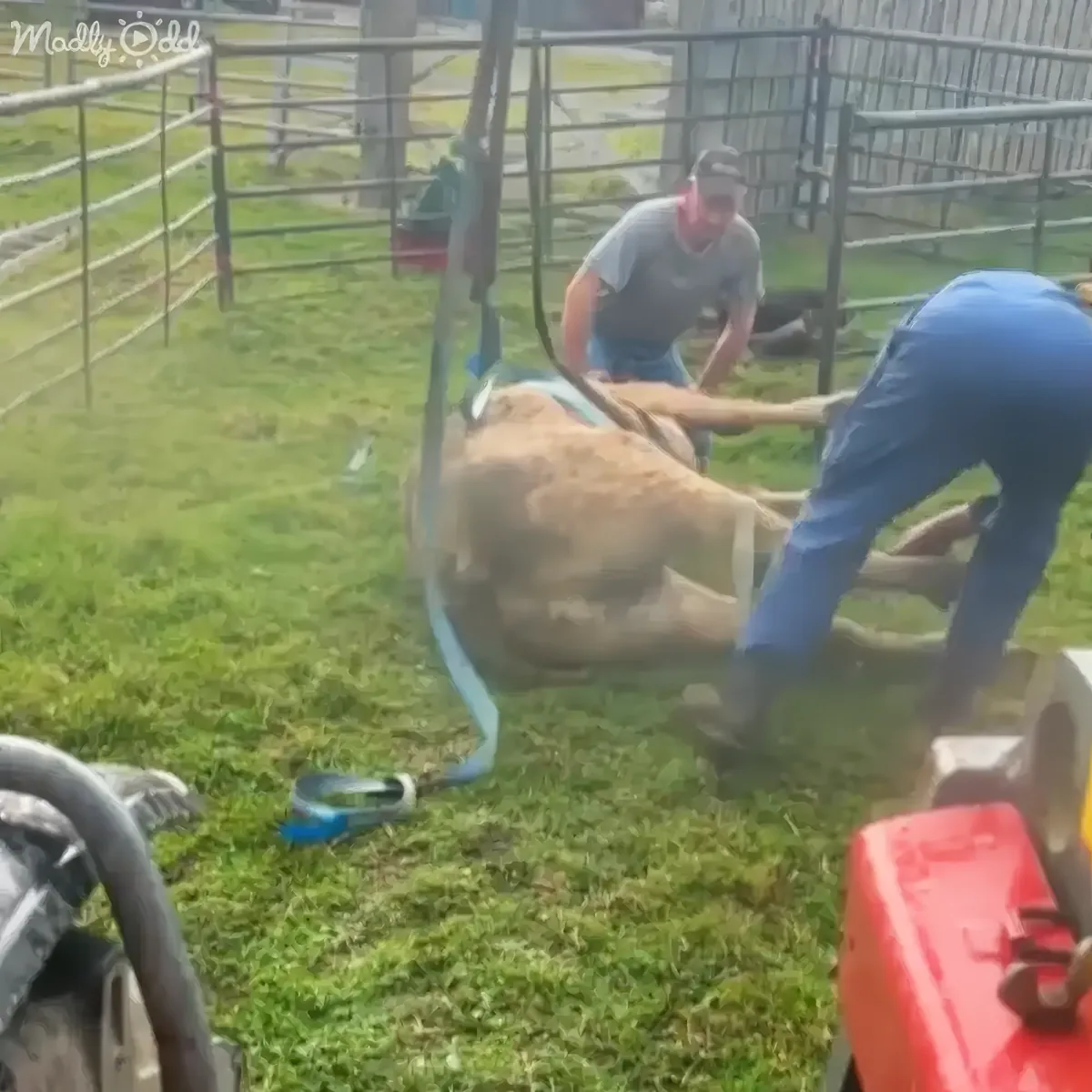 Two men are working on a cow in a fenced area, with tools and equipment nearby.