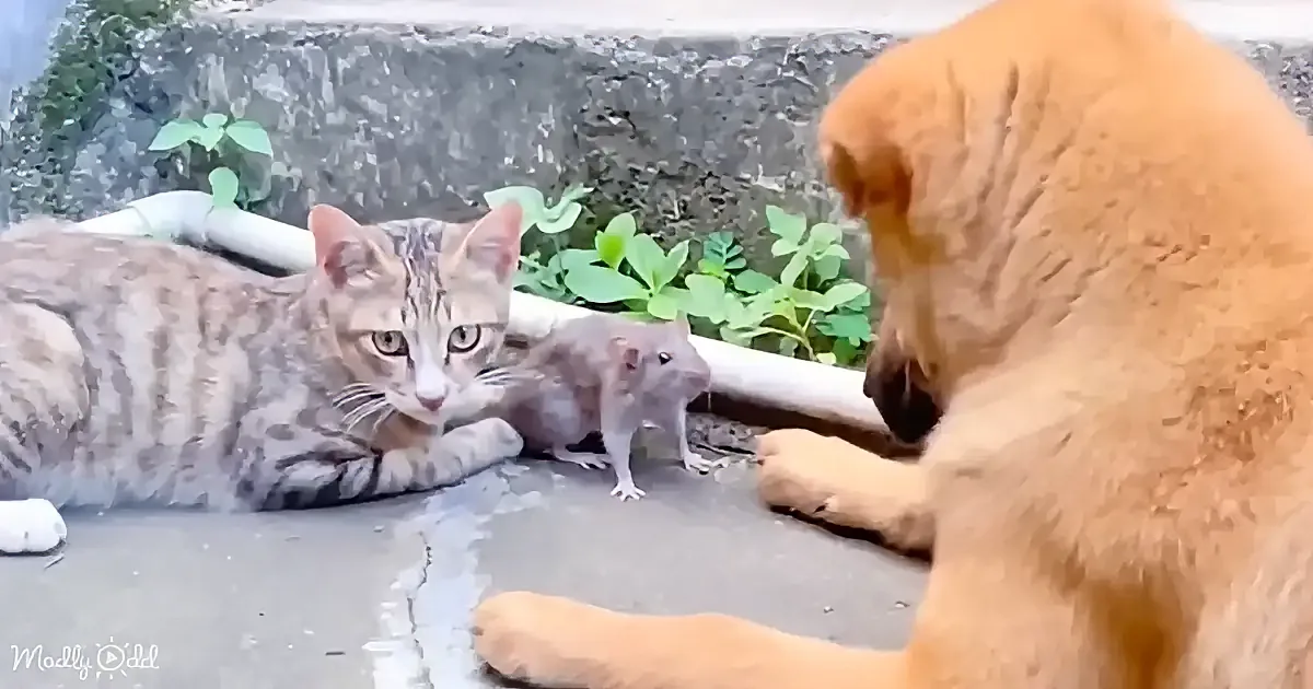 A cat and a dog observe a small gray rat on a concrete surface with greenery in the background.