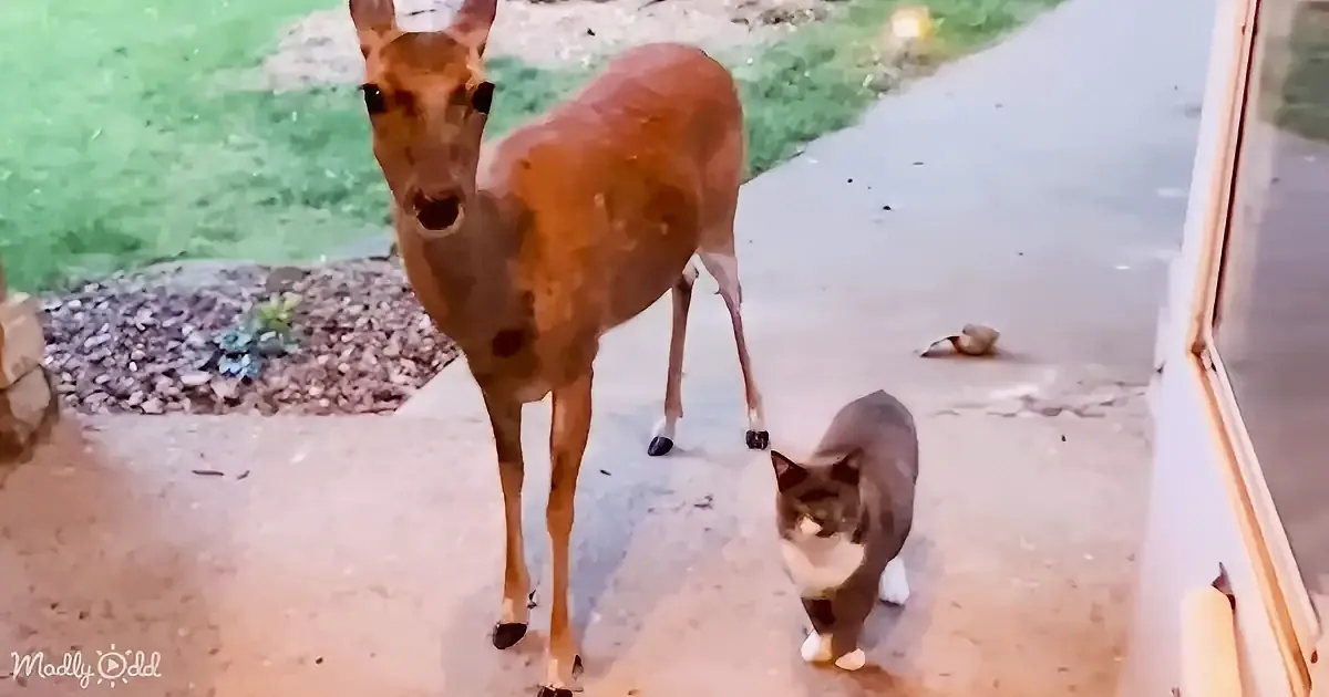 A deer and a cat stand on a concrete path, both looking directly at the camera.