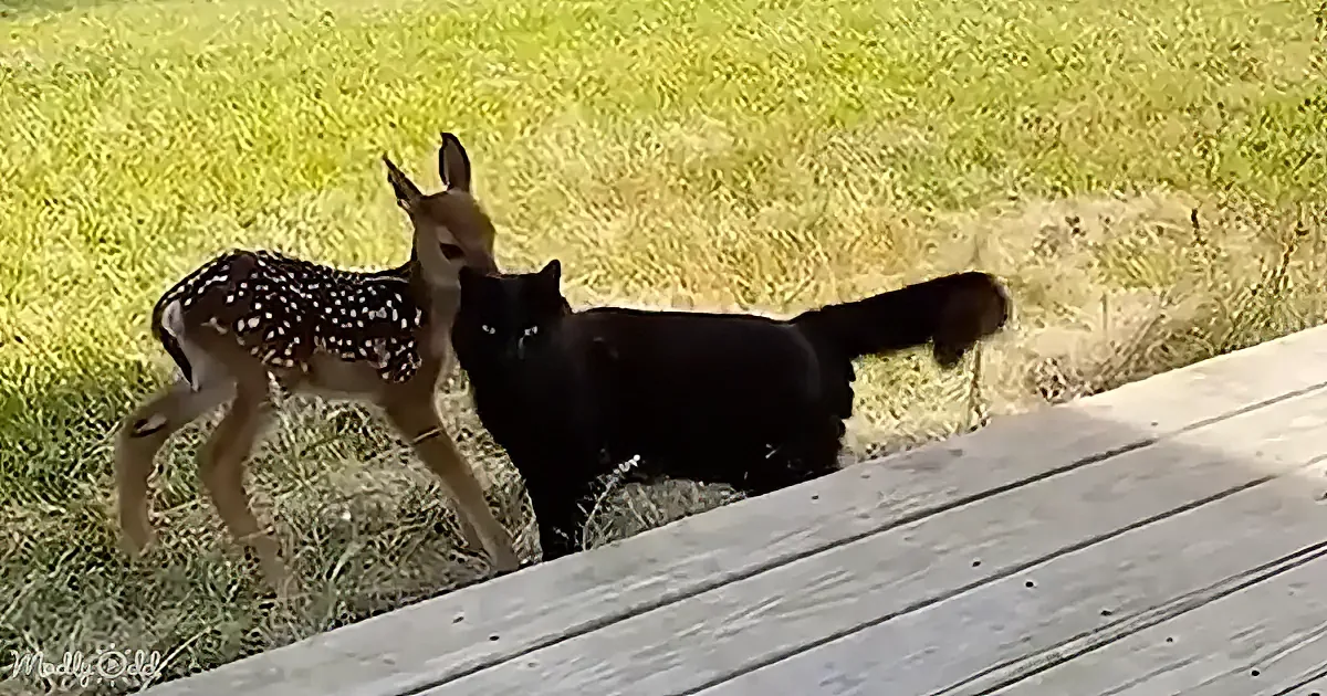 A fawn and a black cat are interacting on a grassy area near a wooden deck.
