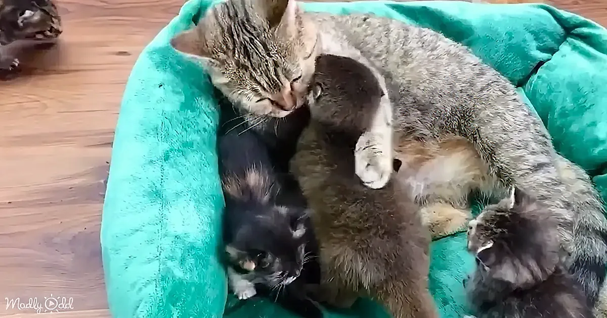 A tabby cat cuddles with three kittens in a green pet bed on a wooden floor.