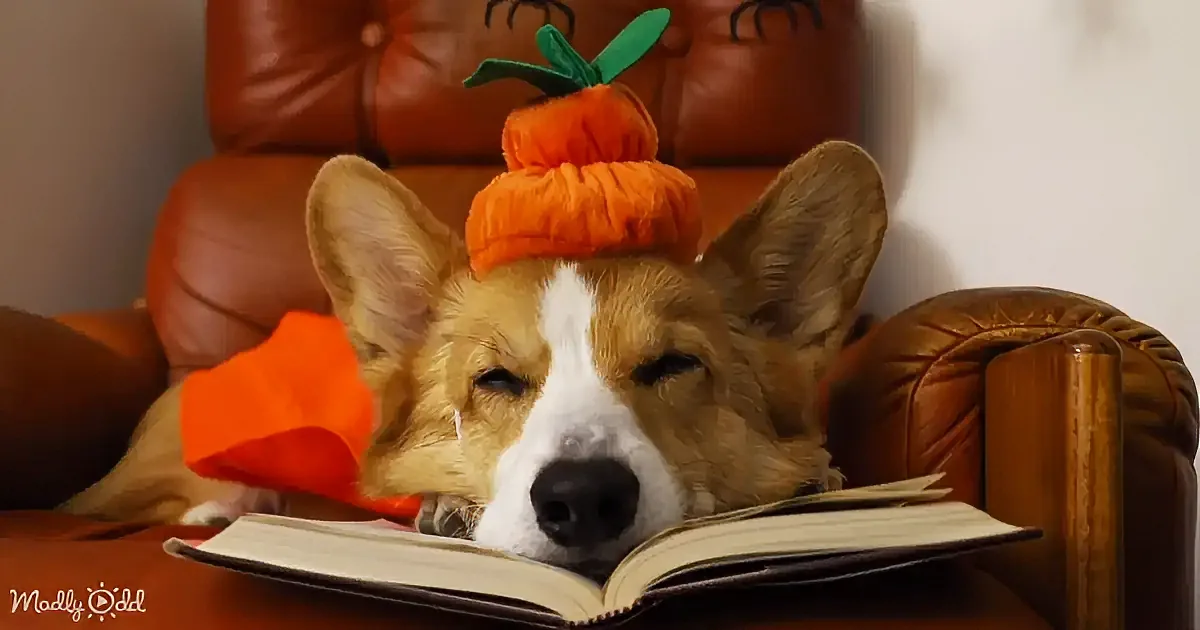 A Corgi dog wearing a pumpkin hat rests its head on an open book, eyes closed, on a leather chair.