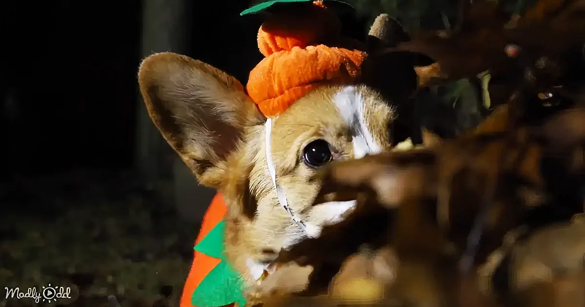 A corgi puppy wearing a pumpkin hat and scarf peeks through autumn leaves.