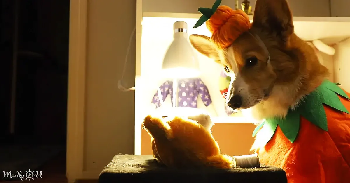 A dog in an orange pumpkin costume sits on a stool, looking down at its paw.