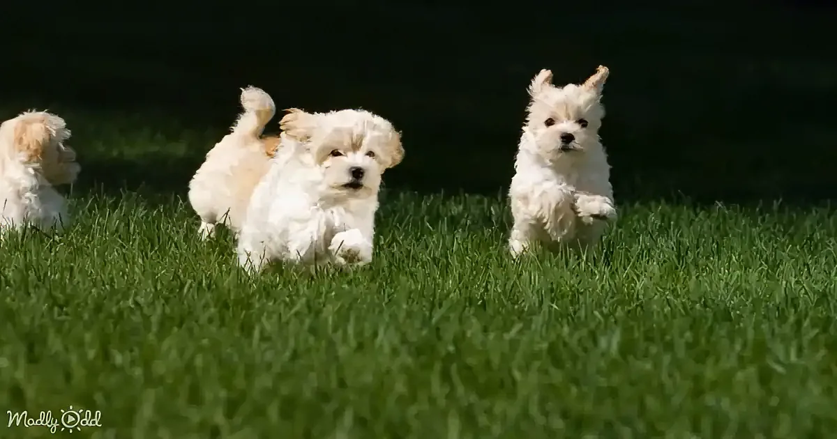 Three fluffy white puppies playfully run across a lush green lawn.