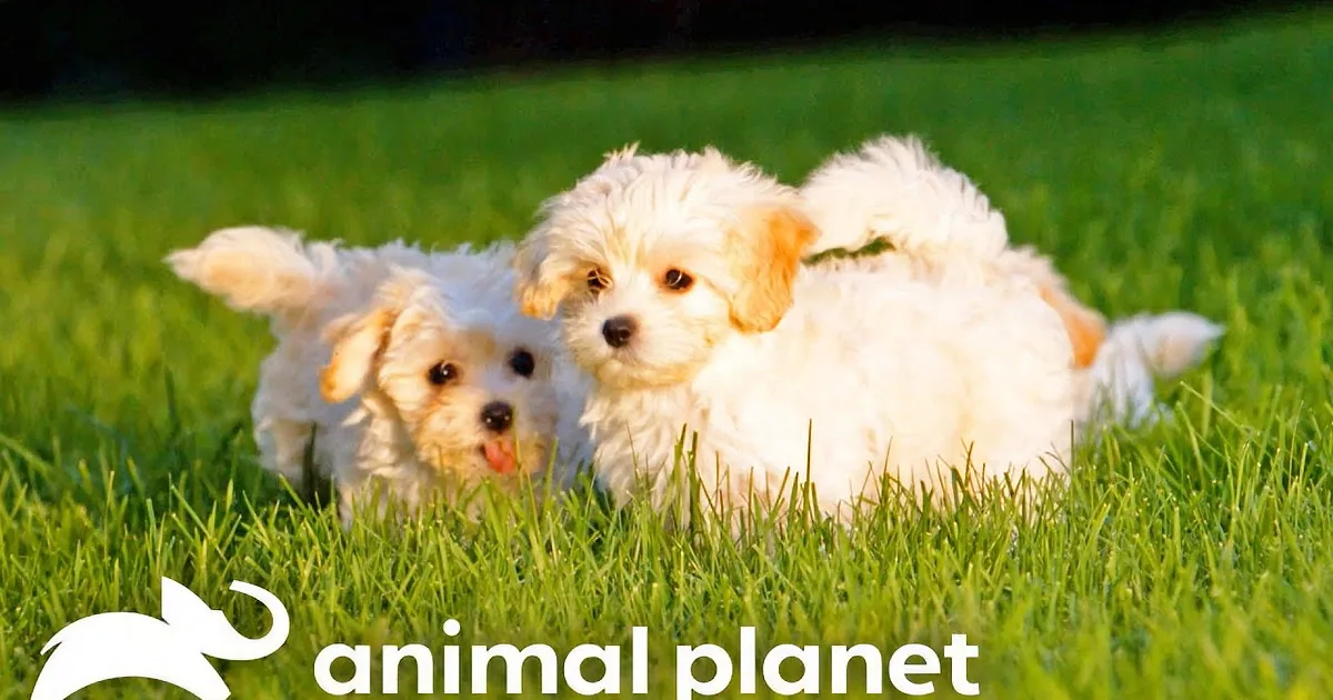 Maltipoo Puppies Enchant With Playful Escapes in Luxurious Manor