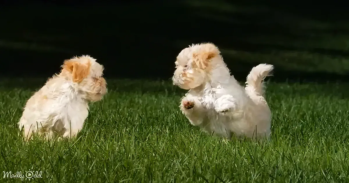Two fluffy white puppies playfully interact on a lush green lawn.