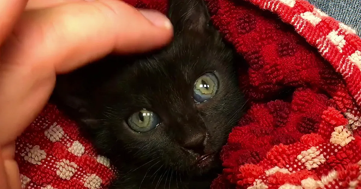 My Backyard Was Hiding an Adorable Secret - 10 Kittens