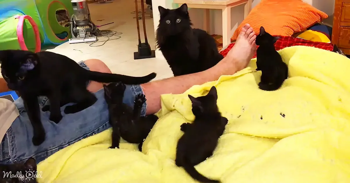 A person is lying on a bed with a yellow blanket, surrounded by four black cats, one of which is sniffing their foot.