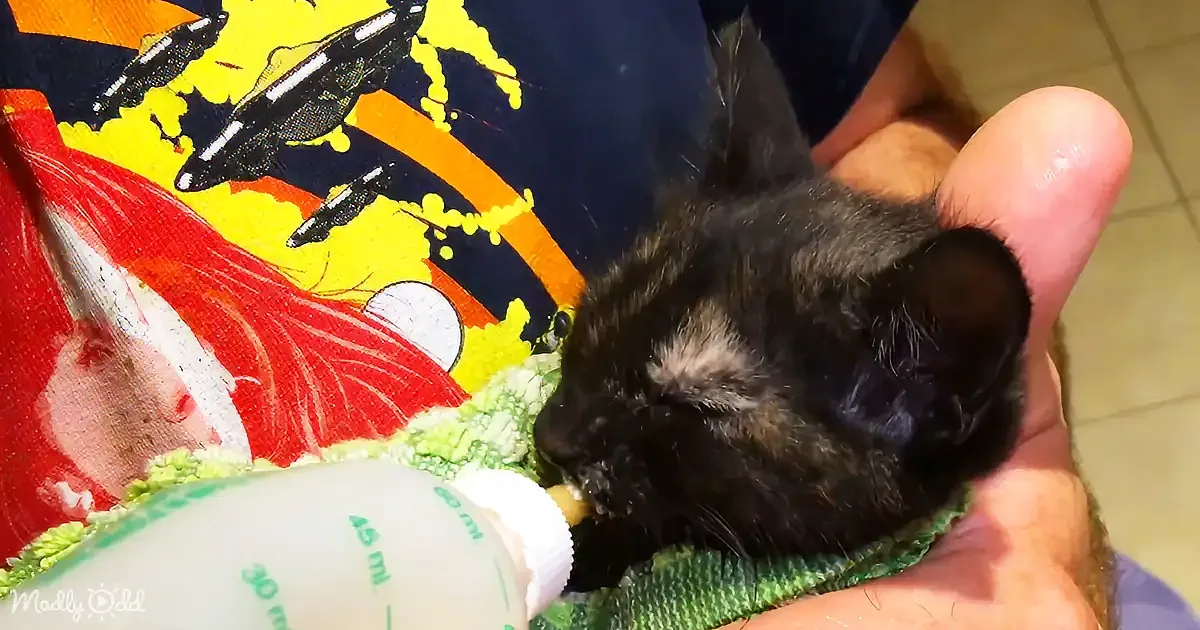 A tiny black kitten is being bottle-fed by a person, lying on a green cloth.