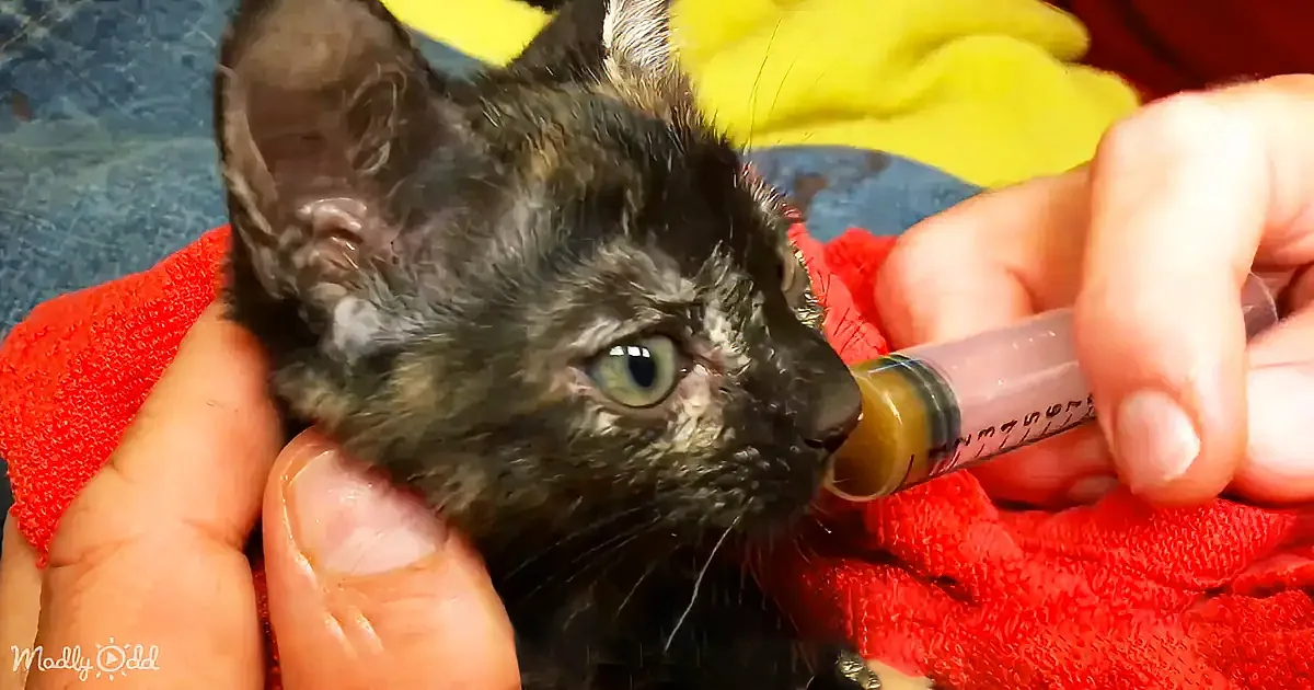 A tiny kitten with a wet coat is being fed from a syringe by a person's hands.