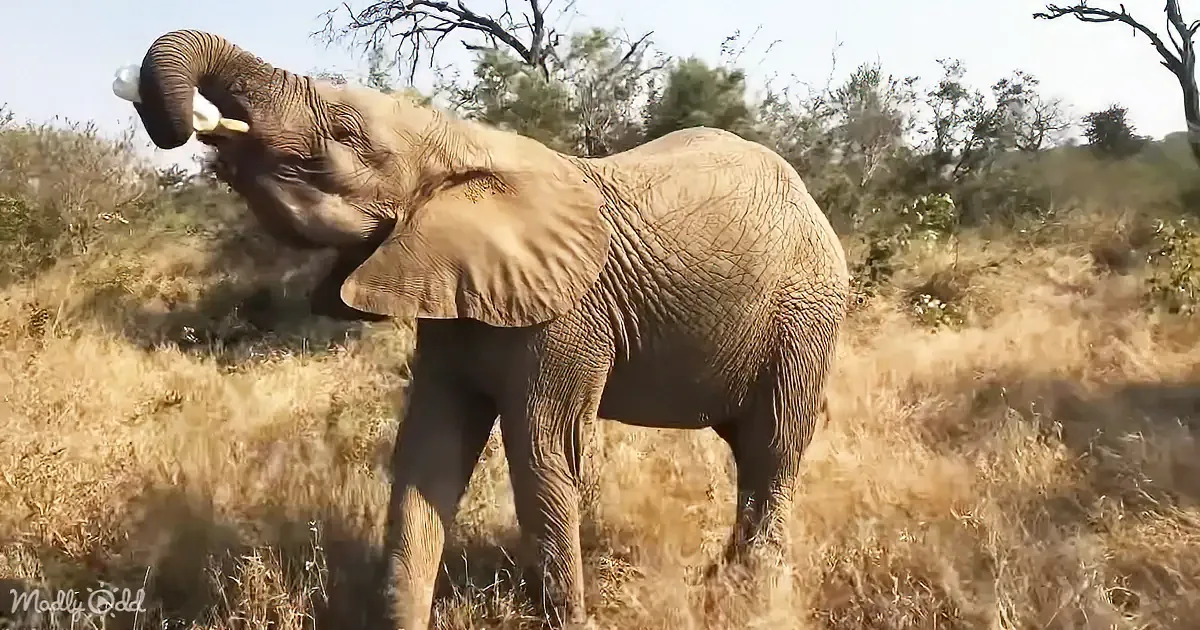An elephant stands in a dry grassland, raising its trunk as if trumpeting or smelling the air.