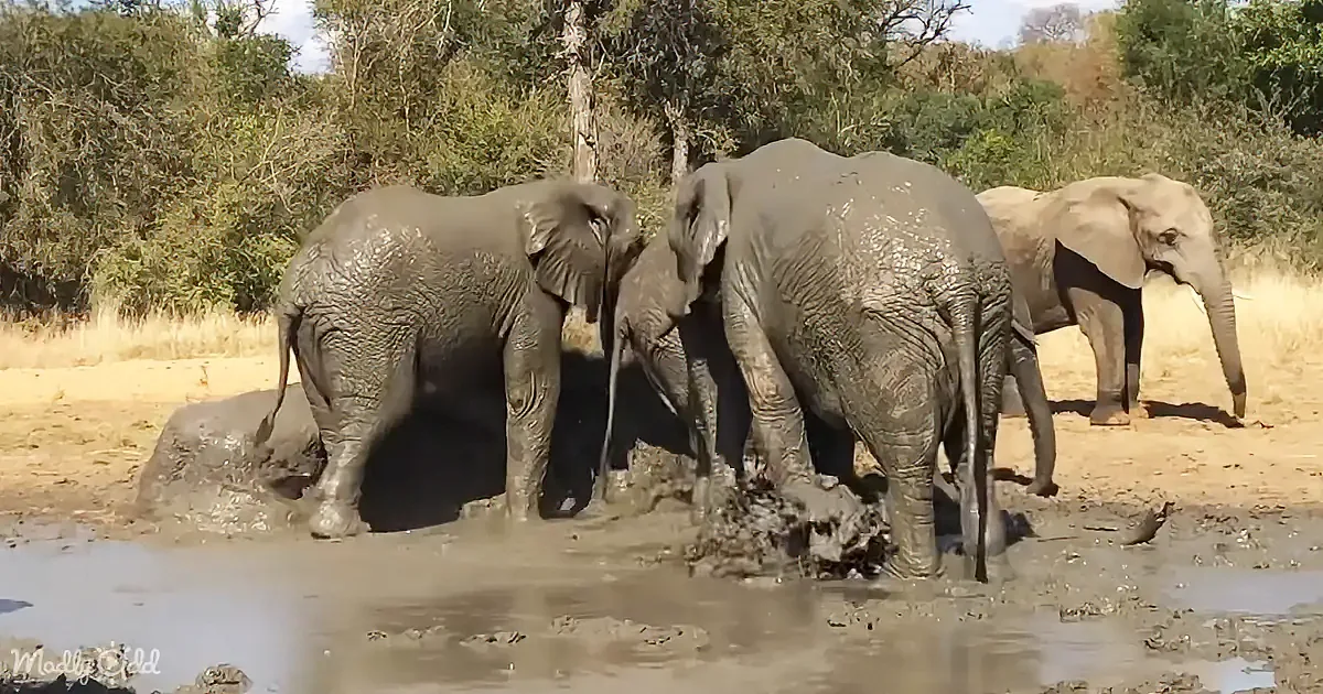 Elephants are playing in muddy water, covered in mud, with trees in the background.