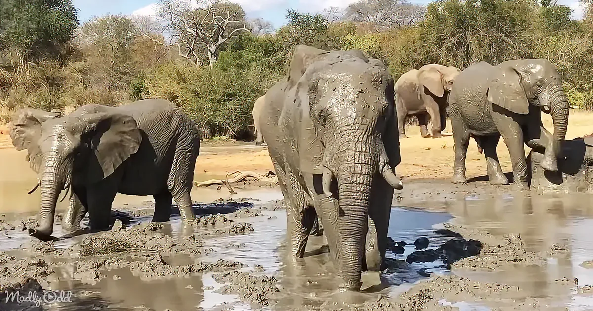 Elephants are playing in muddy water, some covered in mud, others partially submerged.