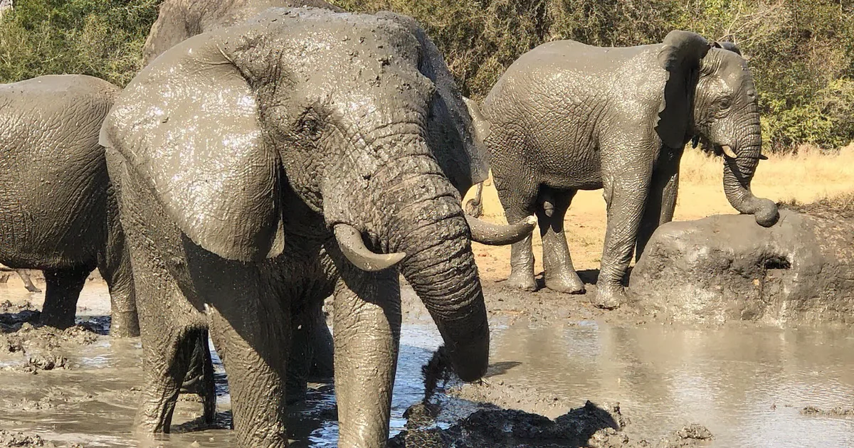 Playtime With Elephant Calf Gets Very Muddy on the Carer Cam!