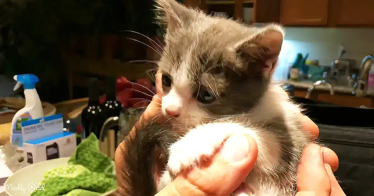 A fluffy gray kitten with blue eyes is being held gently in someone's hands in a kitchen setting.