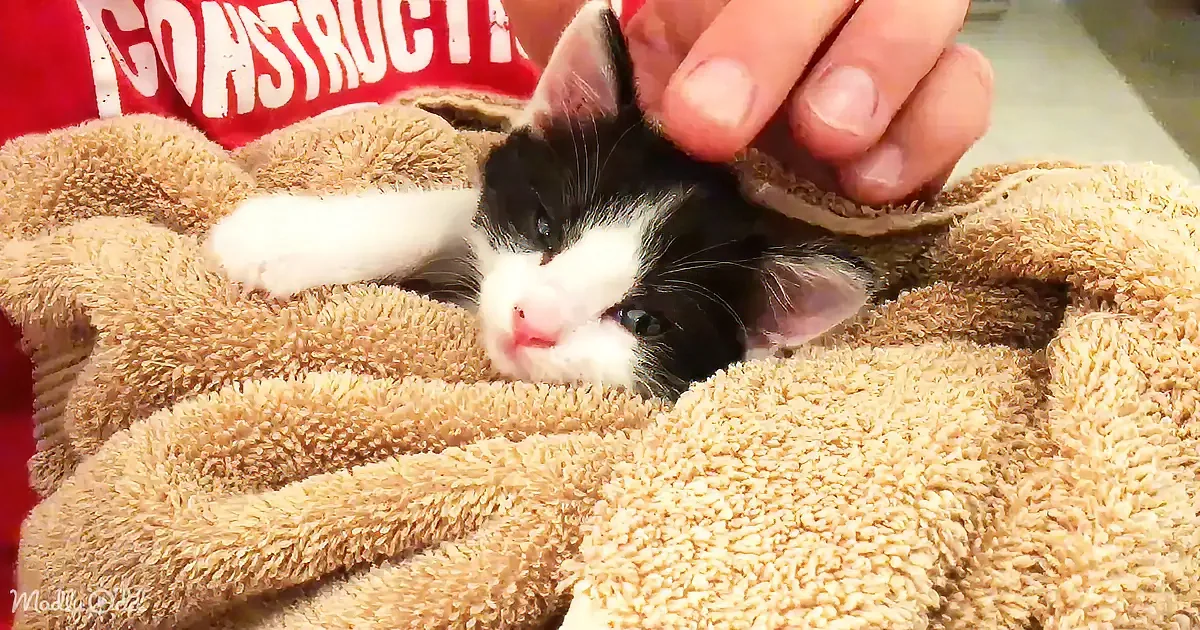 A tiny black-and-white kitten rests on a beige towel, being gently petted by a person's hand.