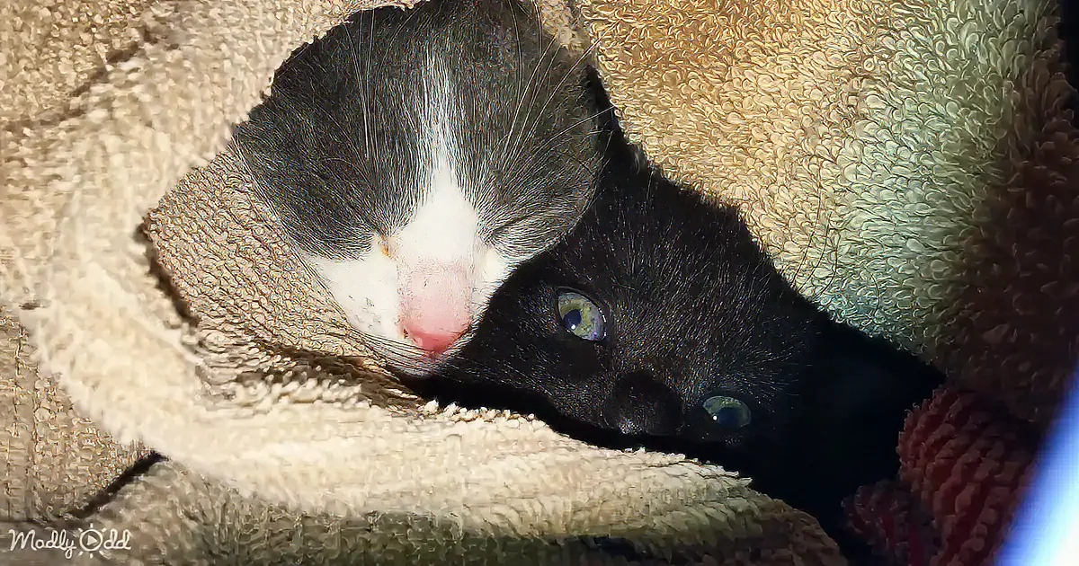Two kittens, one gray and white, the other black, peek out from under a beige blanket.