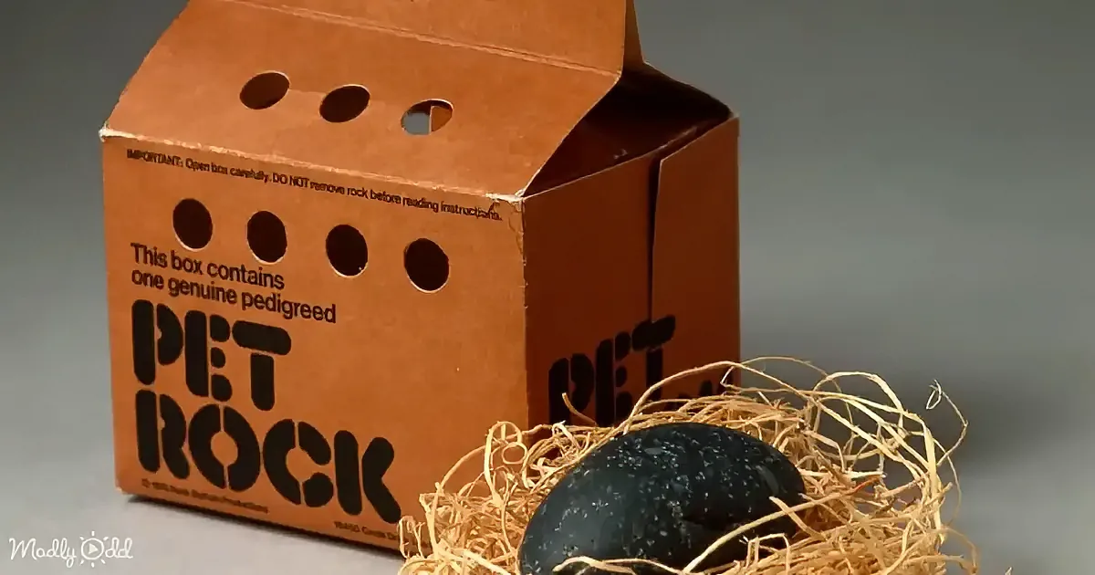 A cardboard box labeled "Pet Rock" with a black rock nestled in hay.
