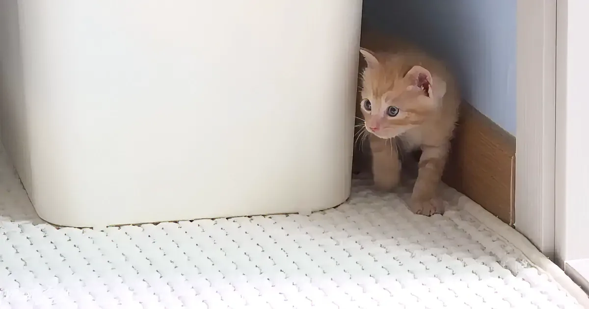A curious orange kitten peers out from a small opening, surrounded by white surfaces.