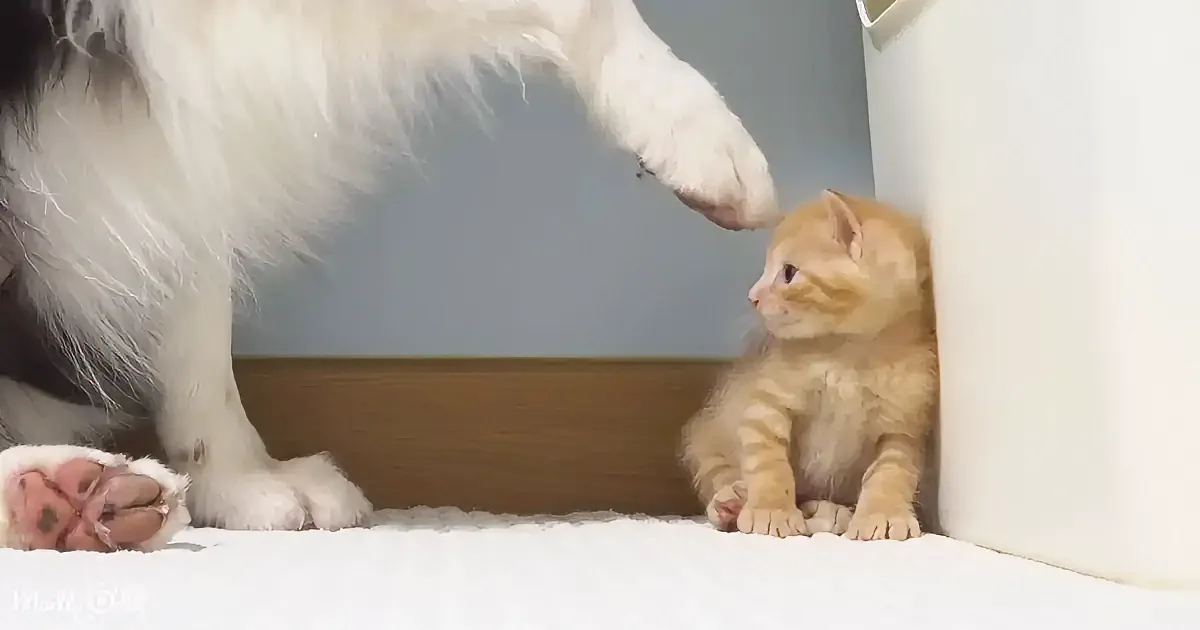 A fluffy white cat extends its paw towards a small orange kitten sitting on a white surface.