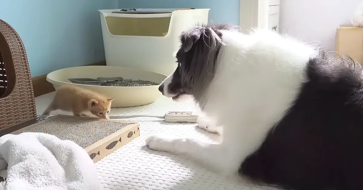 A fluffy white dog sits on a bed, facing a small orange kitten near a scratching pad.
