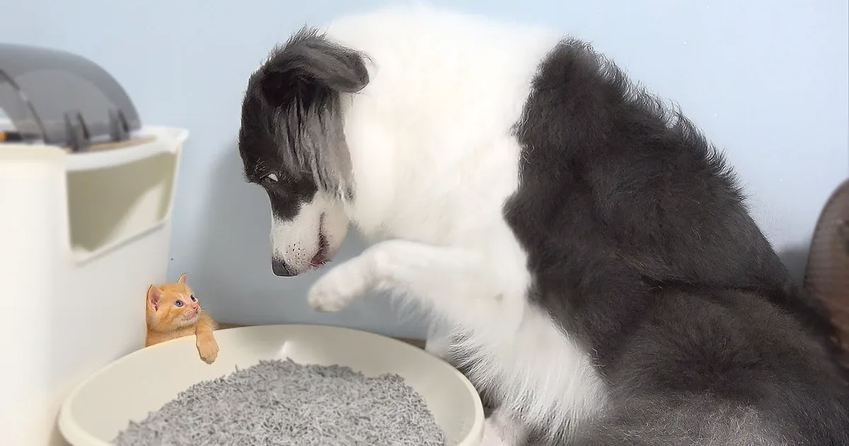 This Border Collie's Sweet Friendship With a Tiny Kitten Is Too Precious Y'all