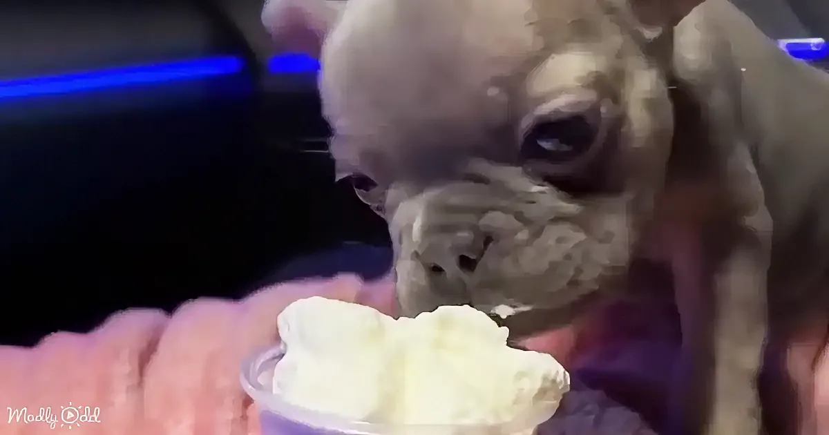 A French Bulldog puppy curiously sniffs a bowl of whipped cream held by a person.