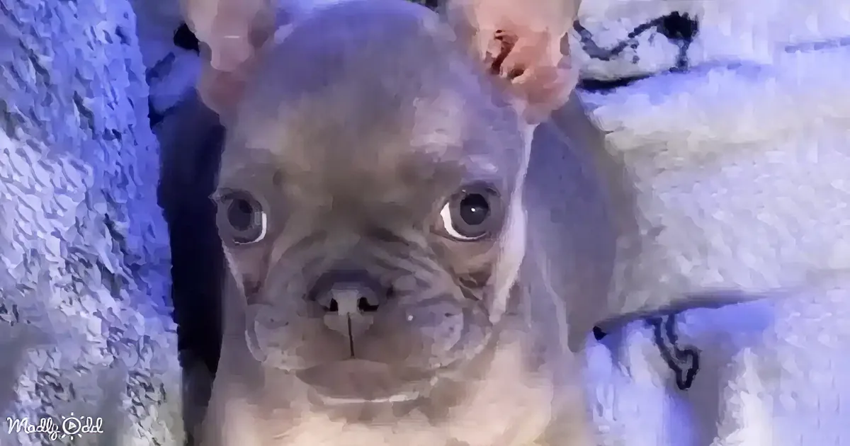 A French Bulldog puppy with a white and gray coat is being petted on its head.