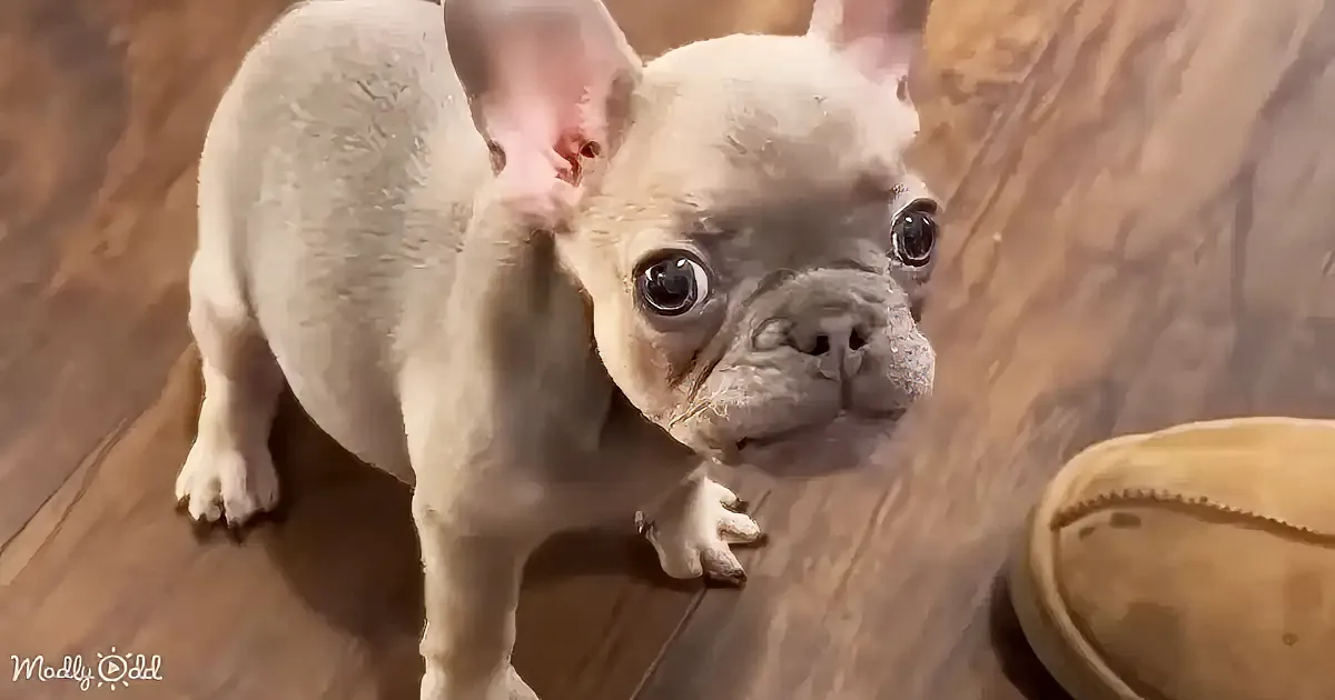 No Bedtime! Tiny Frenchie's Adorable Protest Wins the Internet
