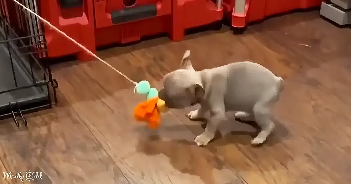A white puppy plays with a colorful toy on a wooden floor, surrounded by furniture.