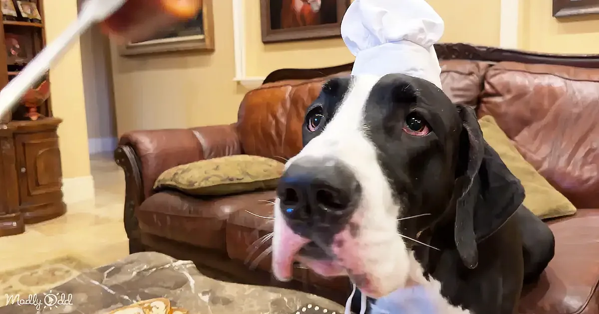 A black and white dog wearing a chef's hat sits on a brown leather couch, tongue out, looking expectantly at a treat.