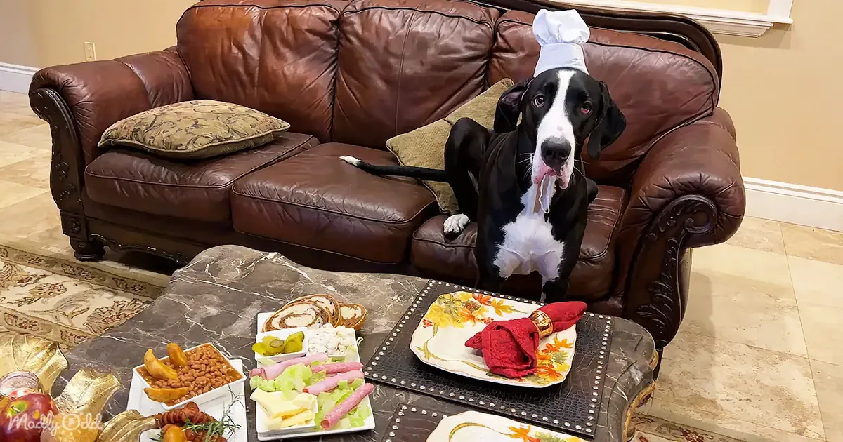 A black and white dog wearing a chef's hat sits on a brown leather couch next to a table with food.