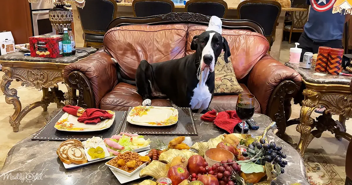 Goofy Great Dane Sits Like People, Enjoys Fall Comfort Food