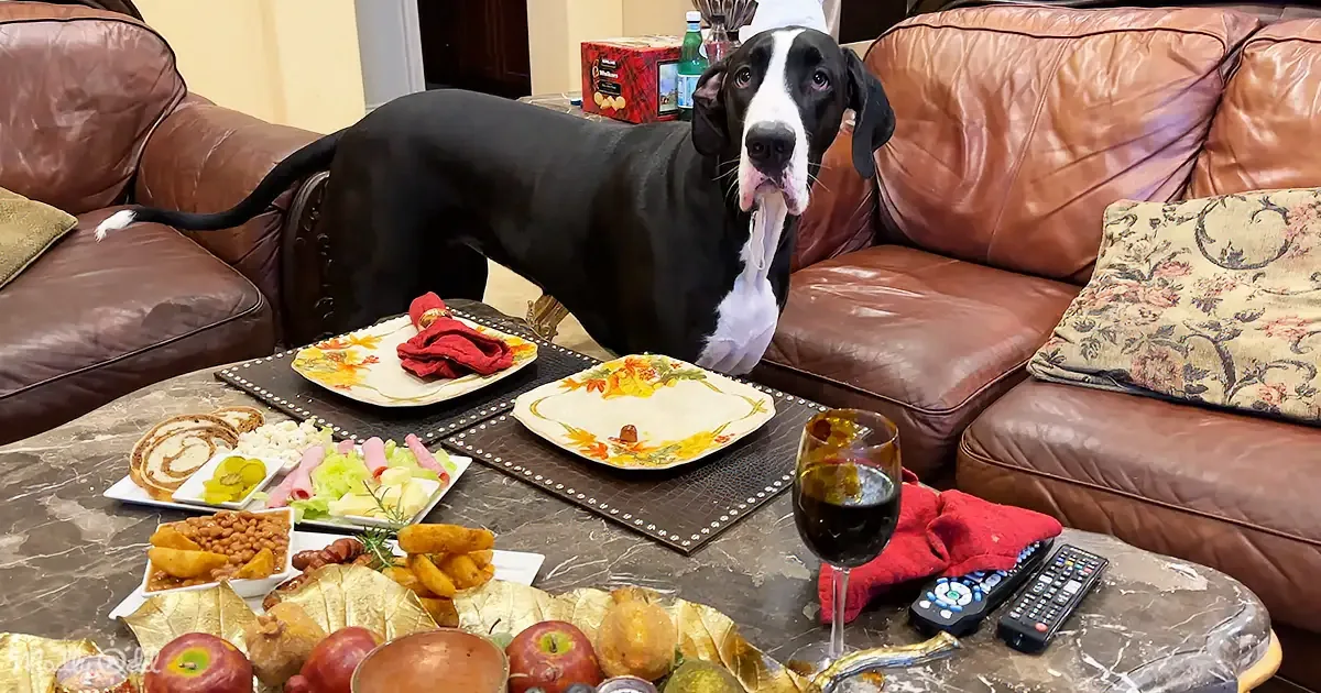 A Great Dane stands on a coffee table with plates of food, a glass of wine, and remote controls.