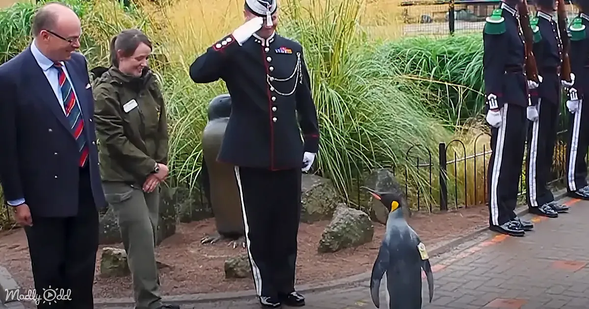 A man in a military uniform salutes while a penguin walks nearby, with others in formal attire and uniforms standing in...