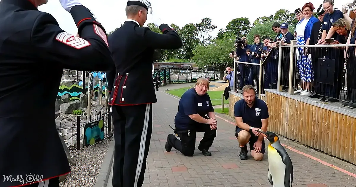 A man in a navy uniform salutes as two people kneel beside a penguin, with spectators watching from a wooden platform.