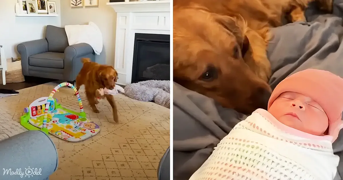 Nursery Mix-up! Golden Retriever Thinks Baby Gear Is Perfect for Him
