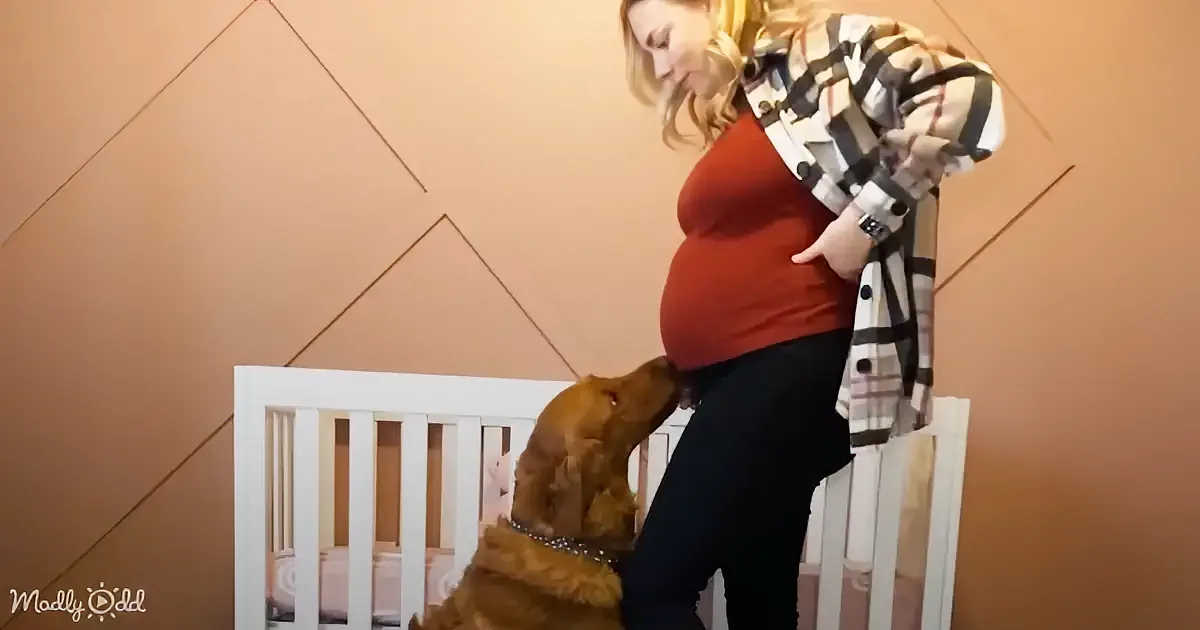 A pregnant woman in a plaid shirt stands next to a crib, petting a brown dog.