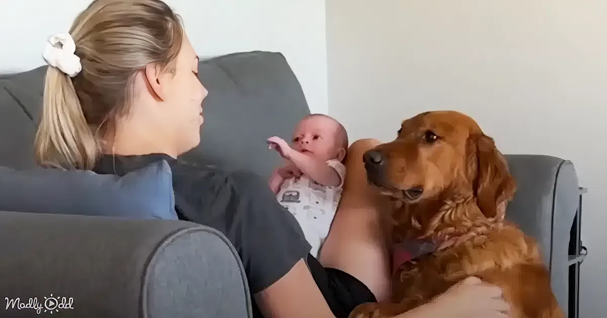A woman holds a baby while a golden retriever sits beside her on a couch.
