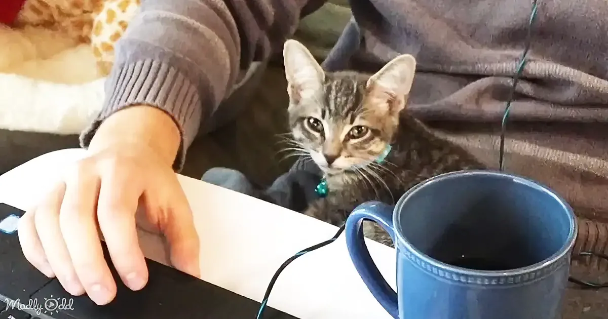A tabby cat with a green collar sits beside a person using a laptop, with a blue mug nearby.