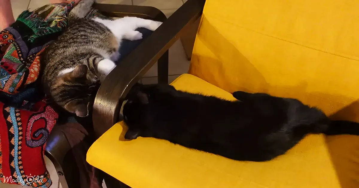 A black cat lounges on a yellow cushion, while a tabby cat rests on a chair nearby.