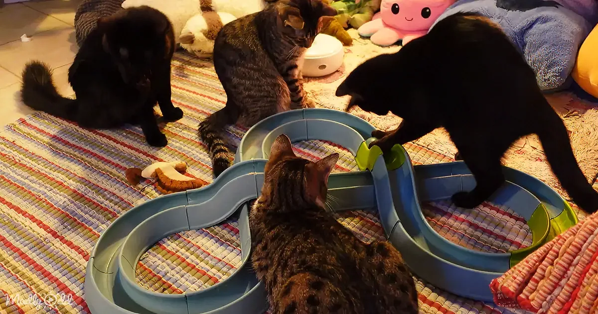 Four cats explore a blue cat tunnel on a colorful rug, surrounded by toys.