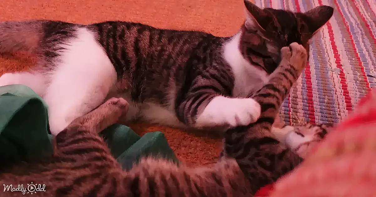A tabby cat with white paws and a striped pattern is lying on a colorful blanket, appearing relaxed and comfortable.