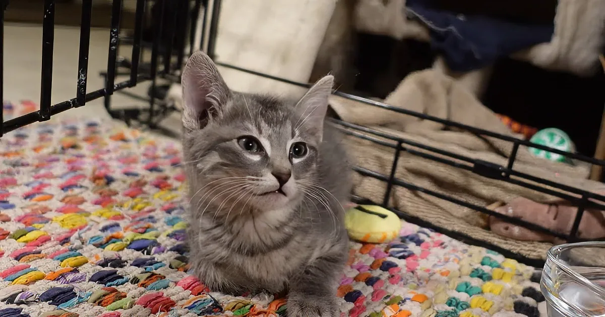 Joyful Reunion of Long Lost Kittens Will Make You Shed Happy Tears
