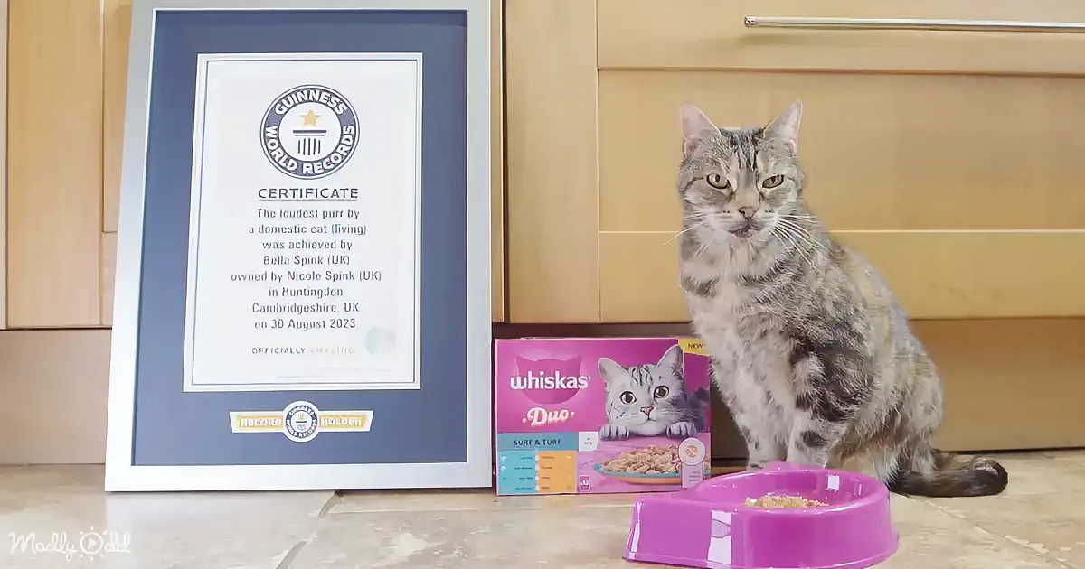 A cat sits beside a framed Guinness World Records certificate and a Whiskas Duo cat food box.