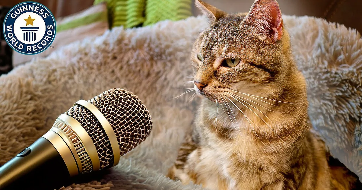 Turn Your Sound up to Hear Senior Tabby''s Purr Hits an Astonishing 54.6 Decibels