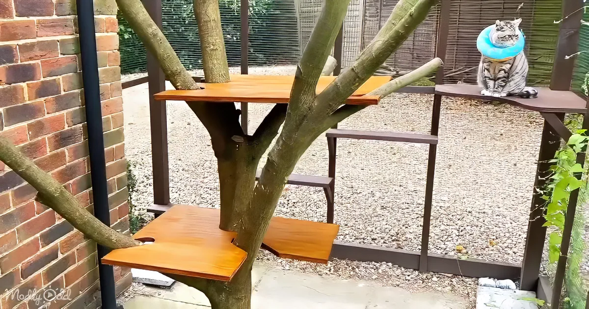 A cat wearing a blue ring sits on a wooden platform in a treehouse-like structure.
