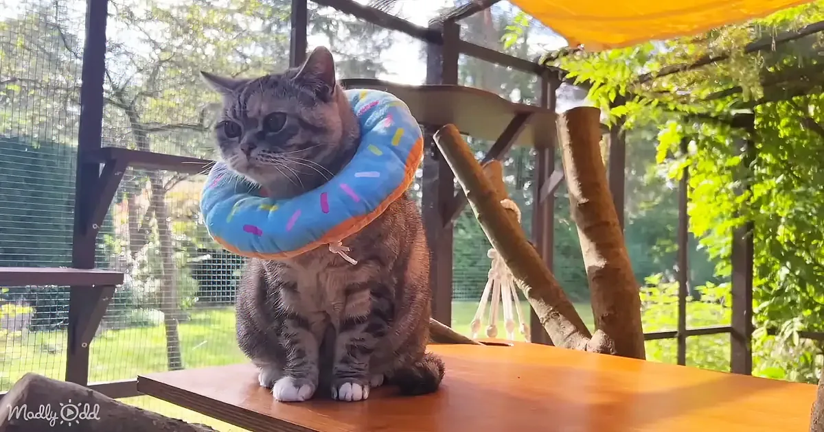 Purr-Fect Diy Project With an Outdoor ''Catio'' Guide