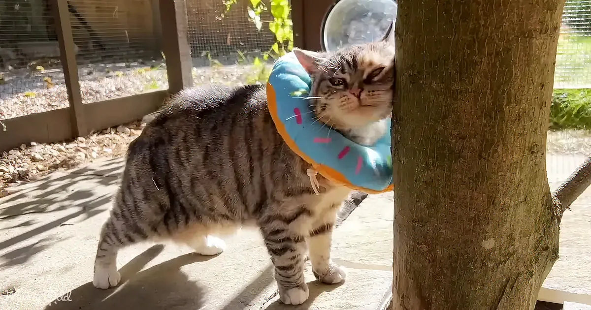 A tabby cat with a blue donut-shaped collar stands near a tree, looking slightly to the side.